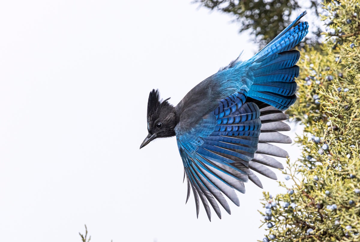 Steller's Jay